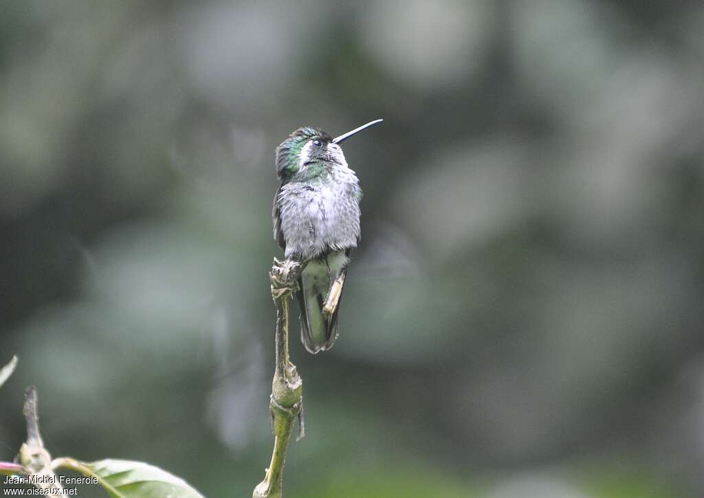 Colibri de Sybil