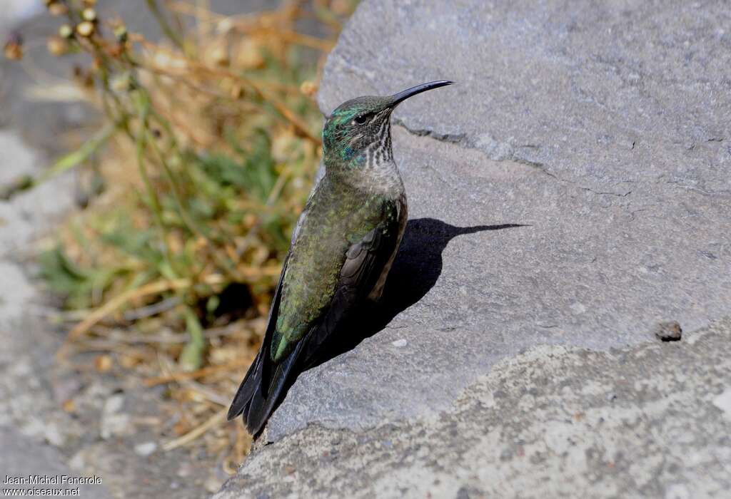 Ecuadorian Hillstar female adult, identification