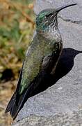 Colibri du Chimborazo