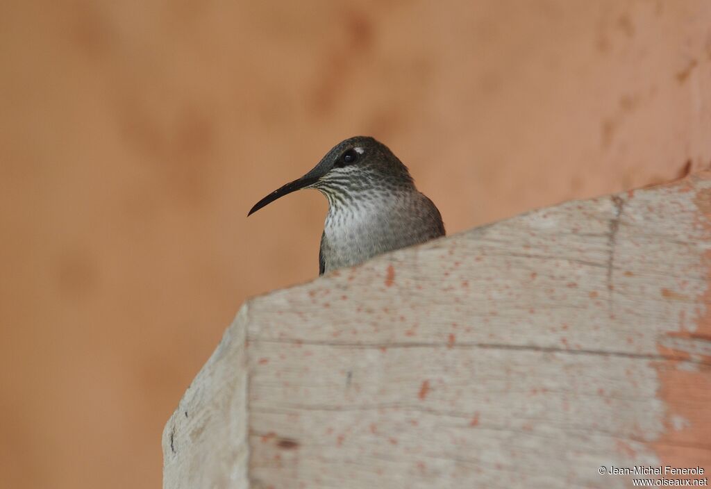 Ecuadorian Hillstar female