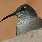 Colibri du Chimborazo