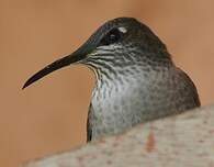 Colibri du Chimborazo