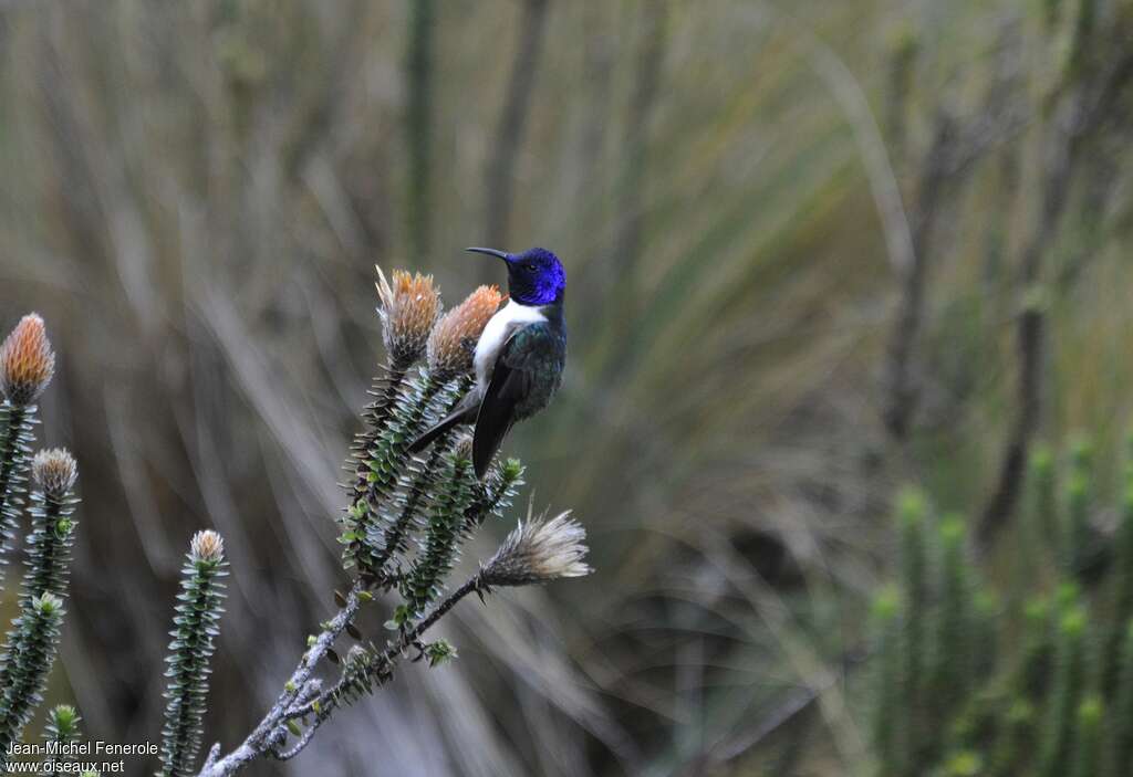 Colibri du Chimborazo mâle adulte, identification