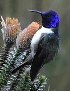 Colibri du Chimborazo