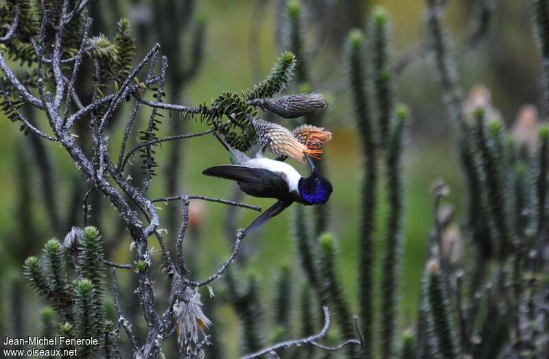 Colibri du Chimborazo mâle adulte, mange