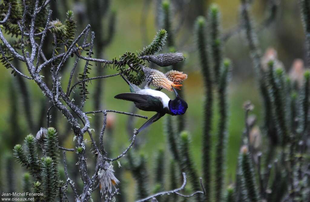 Colibri du Chimborazo mâle adulte, mange