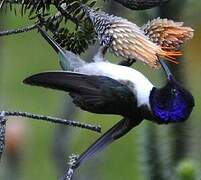 Colibri du Chimborazo