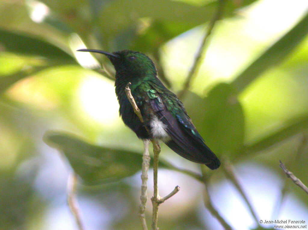 Colibri falle-vertadulte