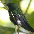 Colibri falle-vert