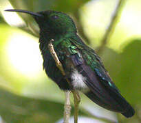 Green-throated Carib