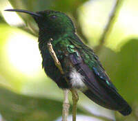 Colibri falle-vert