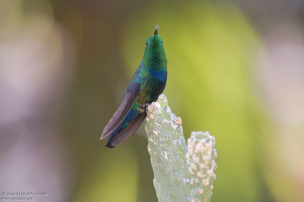 Green-throated Caribadult