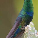 Colibri falle-vert
