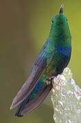 Green-throated Carib