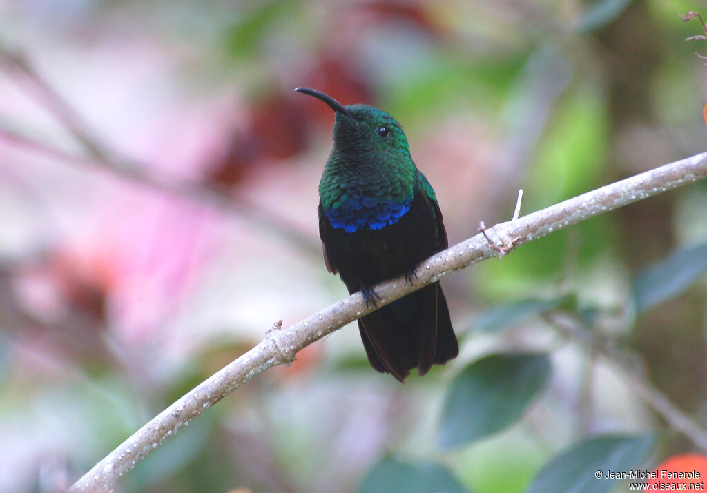 Colibri falle-vert