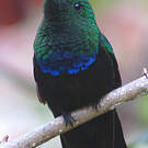 Colibri falle-vert