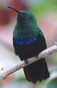 Green-throated Carib