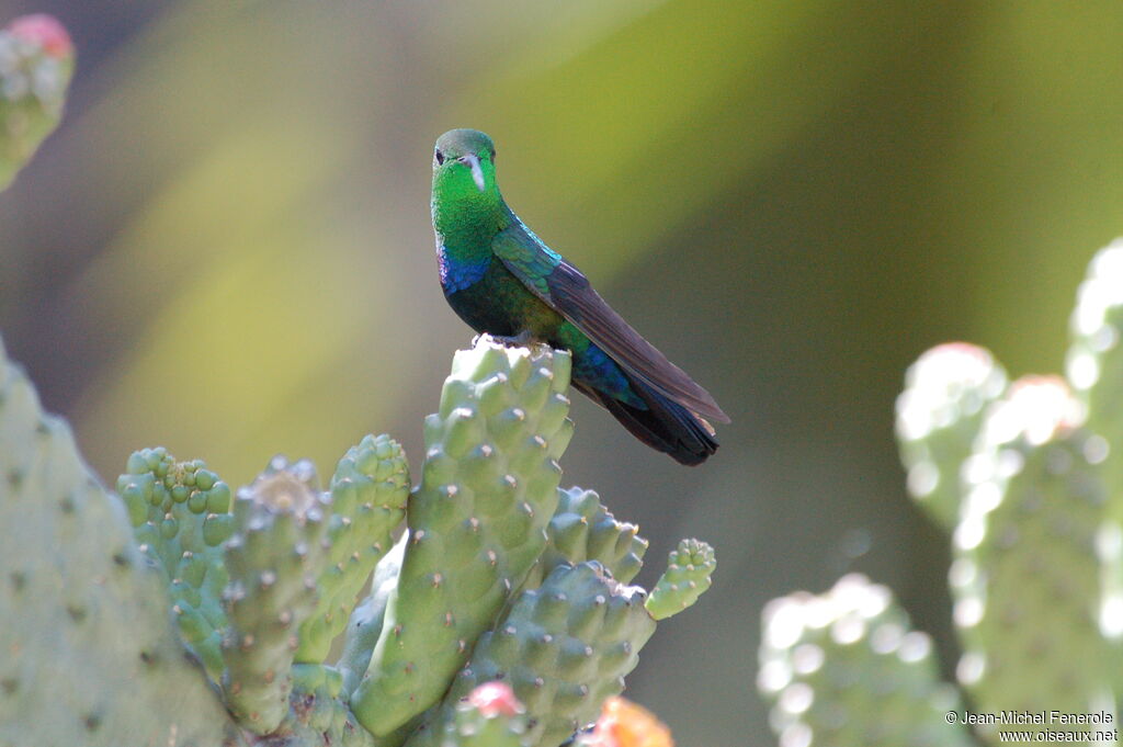 Colibri falle-vert