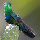 Colibri falle-vert