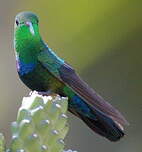 Colibri falle-vert