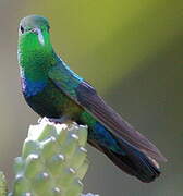 Green-throated Carib