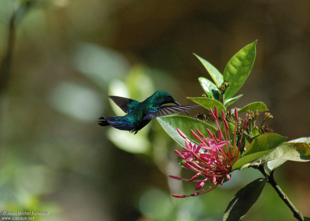 Green-throated Caribadult