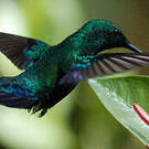 Colibri falle-vert