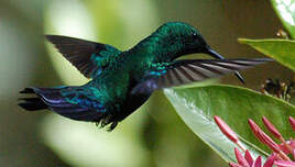 Colibri falle-vert