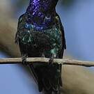 Colibri faux-saphir
