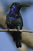 Sapphire-throated Hummingbird