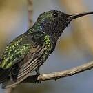 Colibri faux-saphir