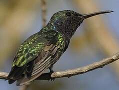 Sapphire-throated Hummingbird