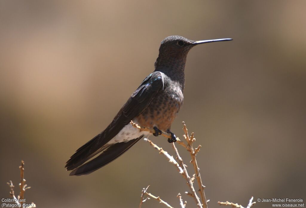 Giant Hummingbird