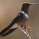 Colibri géant