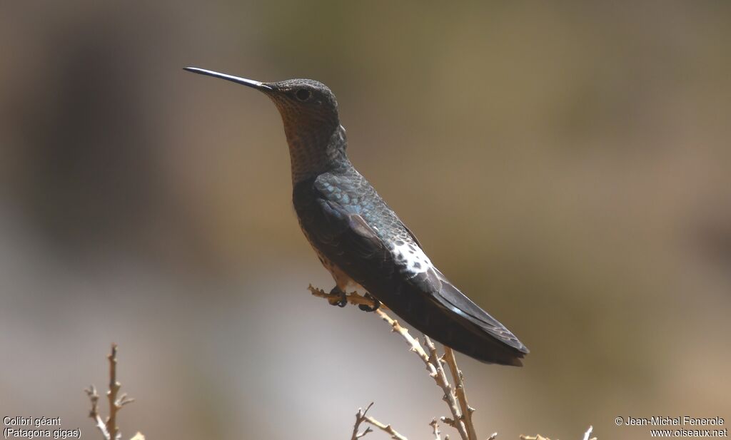 Giant Hummingbird