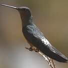 Colibri géant