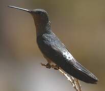 Giant Hummingbird