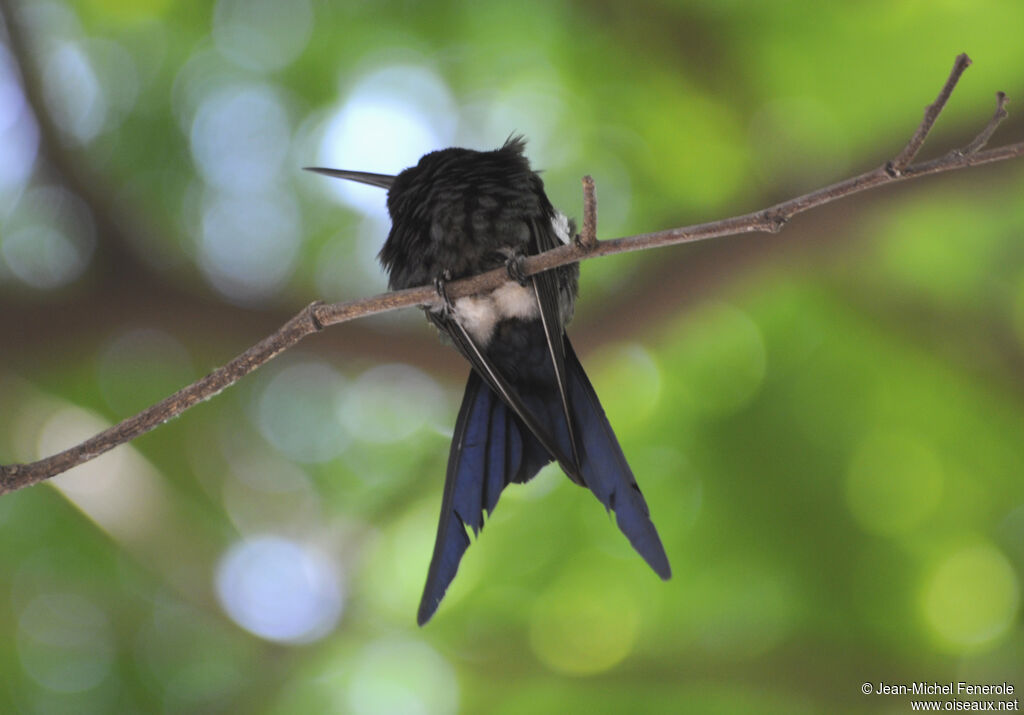 Swallow-tailed Hummingbird