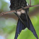 Colibri hirondelle