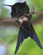 Swallow-tailed Hummingbird