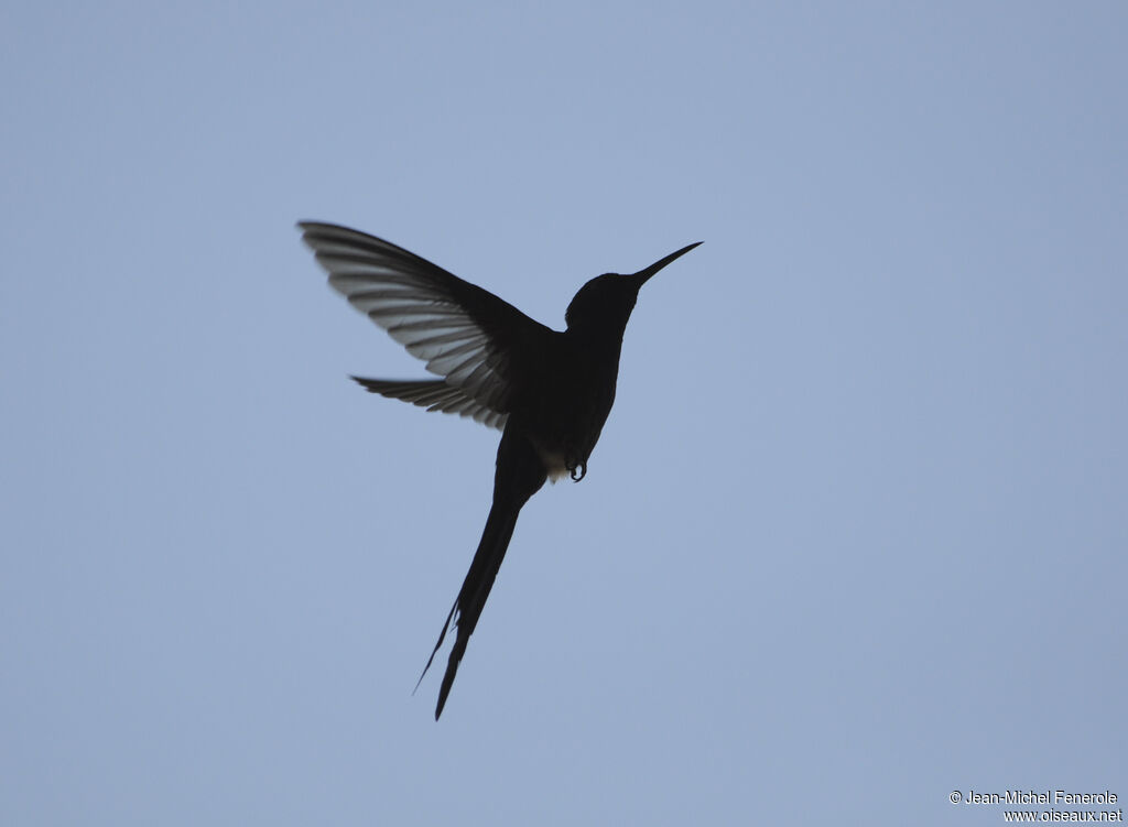 Colibri hirondelle