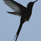 Colibri hirondelle