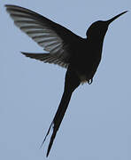 Swallow-tailed Hummingbird