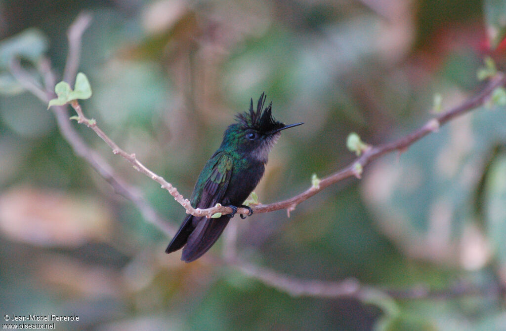 Antillean Crested Hummingbird