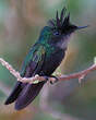 Colibri huppé