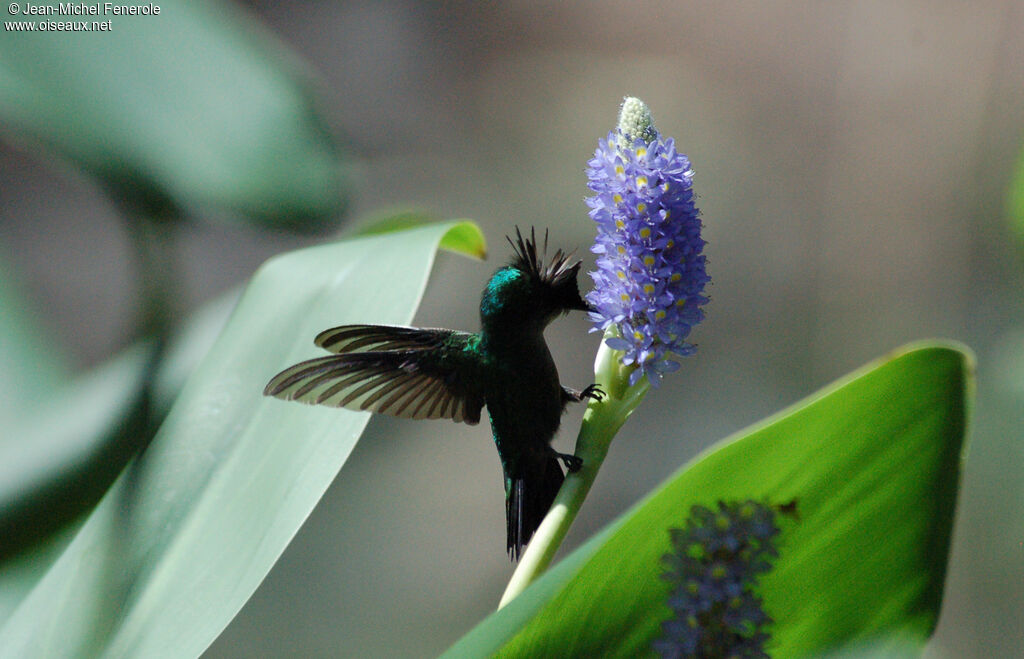 Colibri huppé