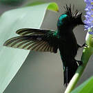 Colibri huppé