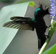 Antillean Crested Hummingbird