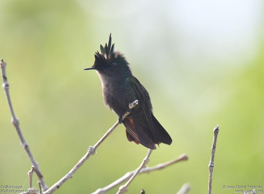 Colibri huppé