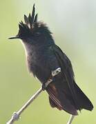 Antillean Crested Hummingbird